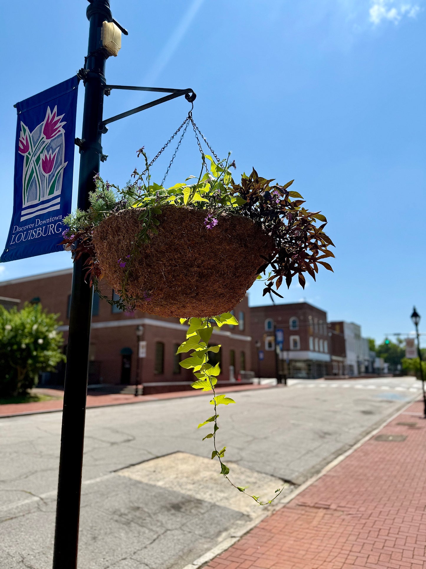 Hanging Sphagnum Moss Basket Planter