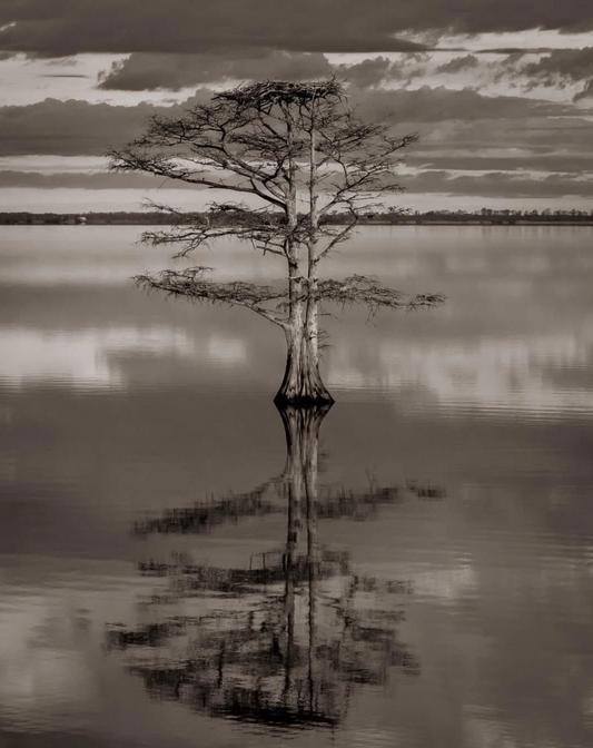 Bill Reaves Photography