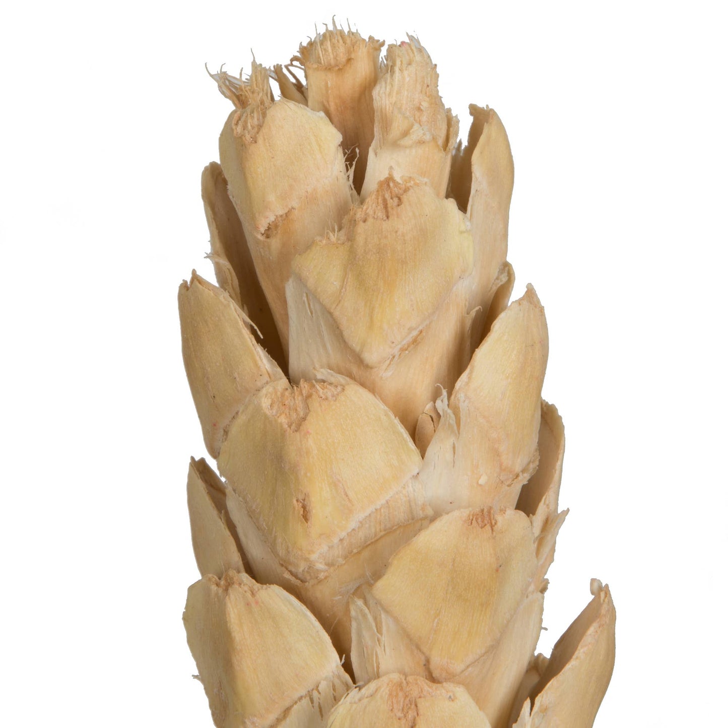 10" Bleached White Pine Cone XL