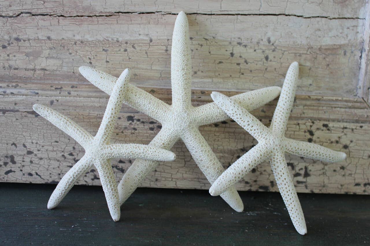 White Finger Starfish