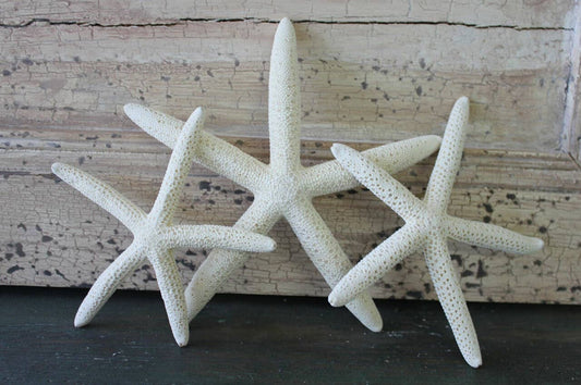 White Finger Starfish