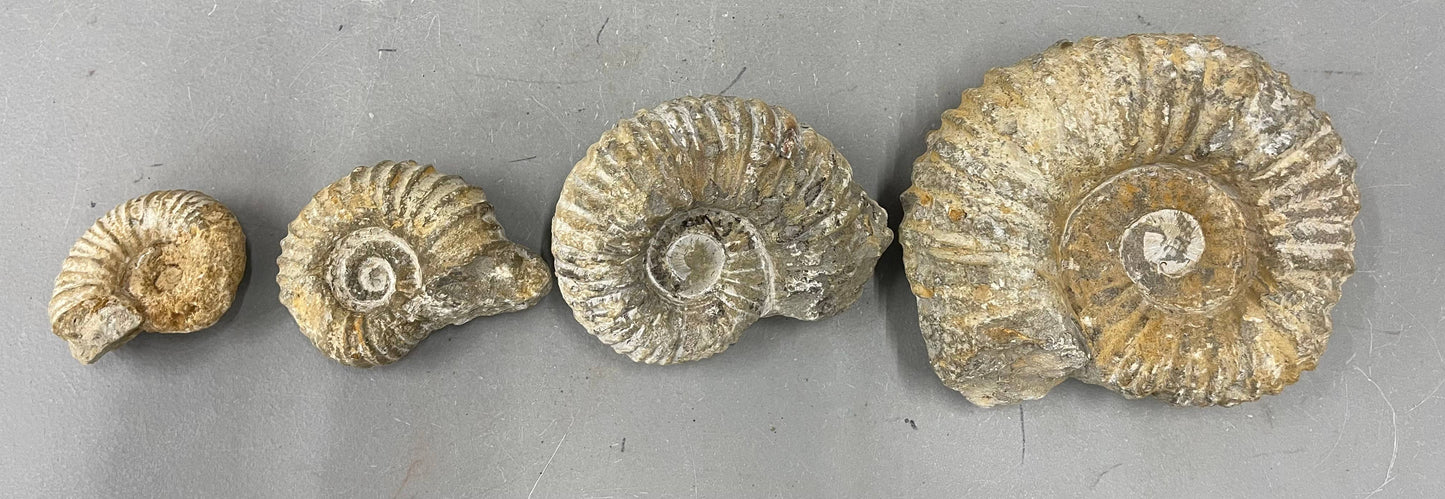 Nautilis Ammonite Fossil