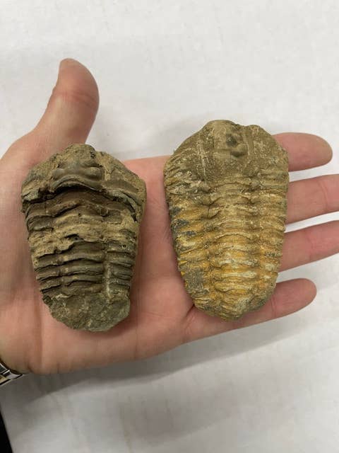 Trilobite Fossils