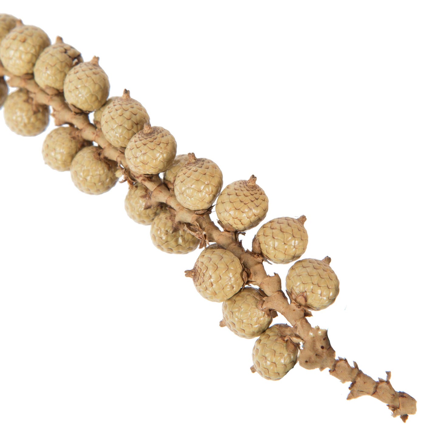 6-8" Canella Cobs Natural