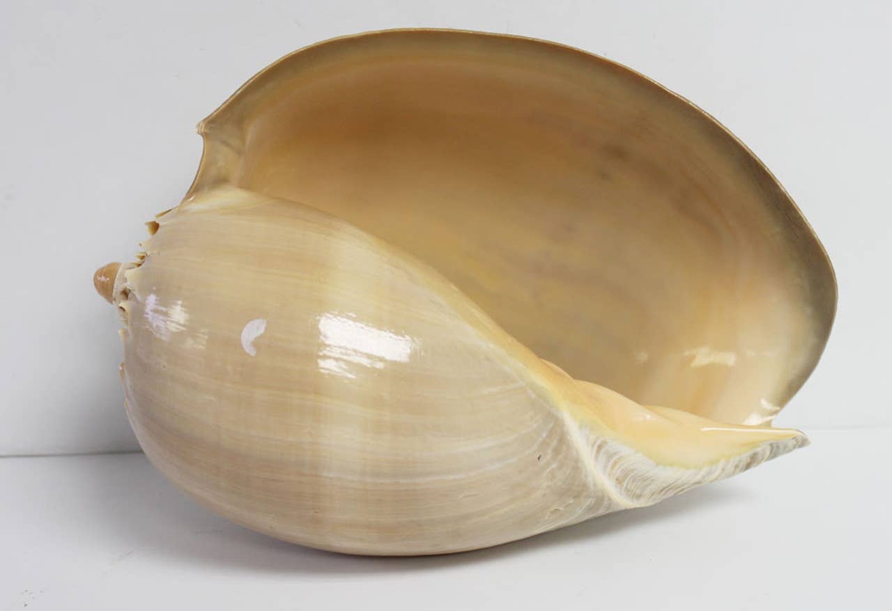 Melon Seashell - 8-10": 8-9"