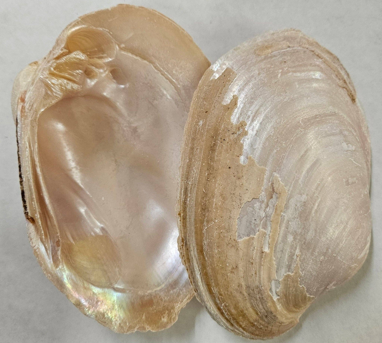 5-6" River Clam