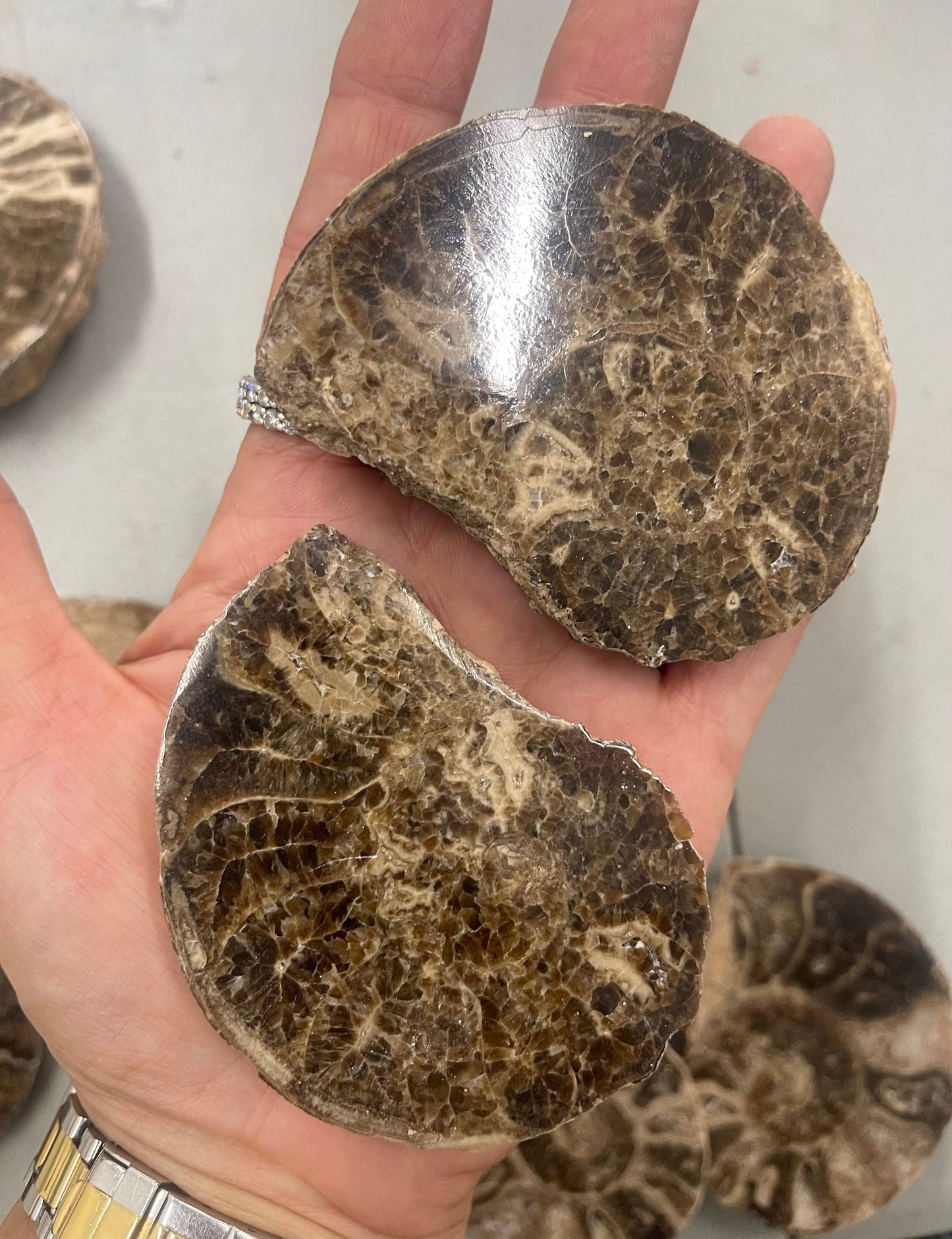 Ammonite Pair - Slices - Set 