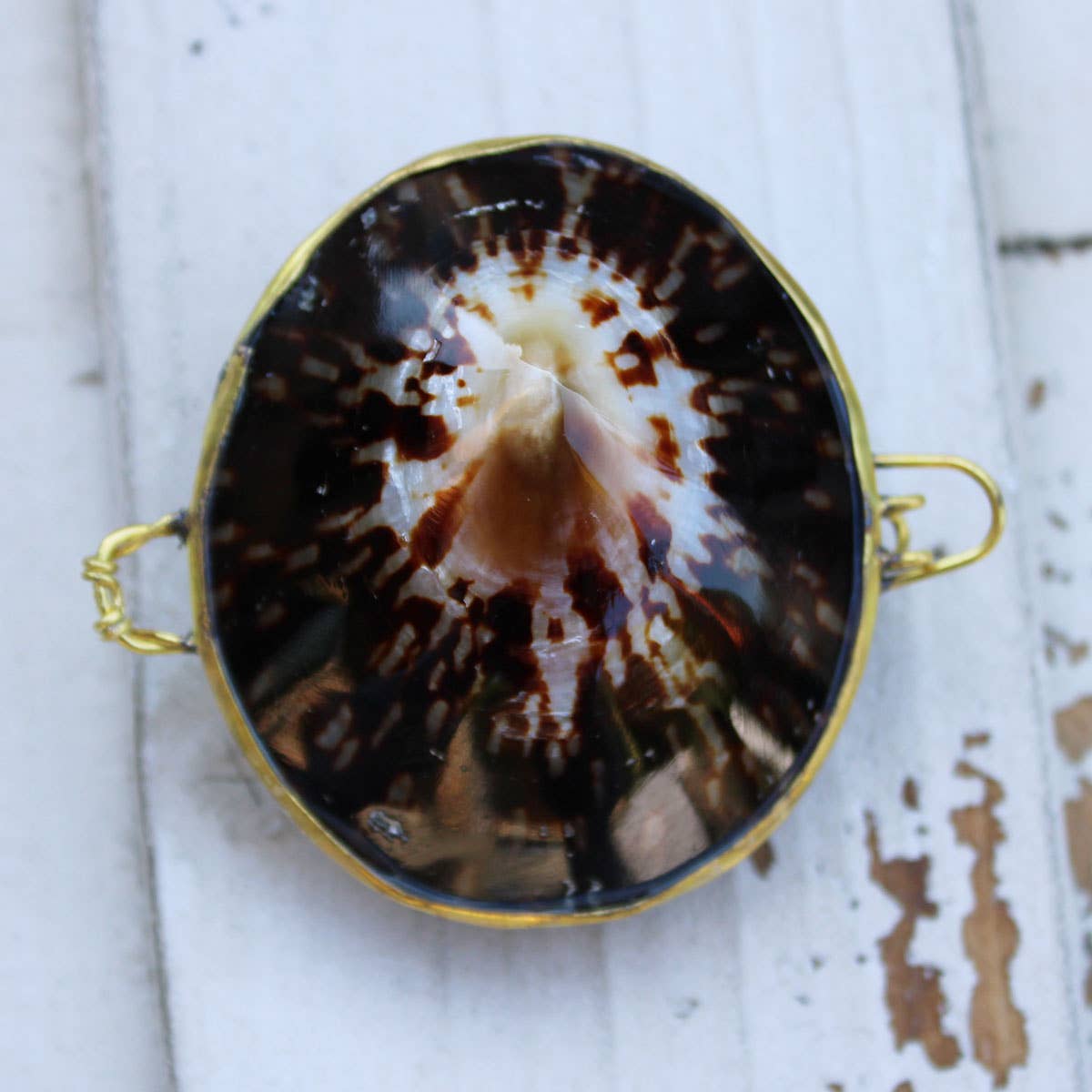 Limpet Seashell Coin Purse - Shell Box
