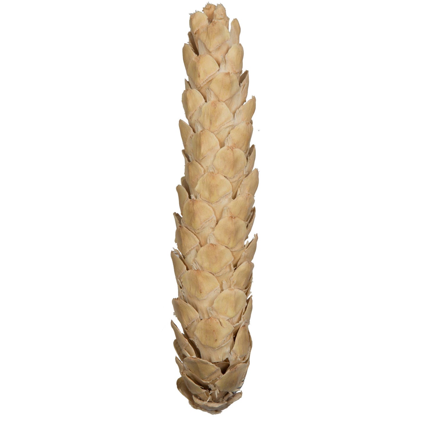 10" Bleached White Pine Cone XL