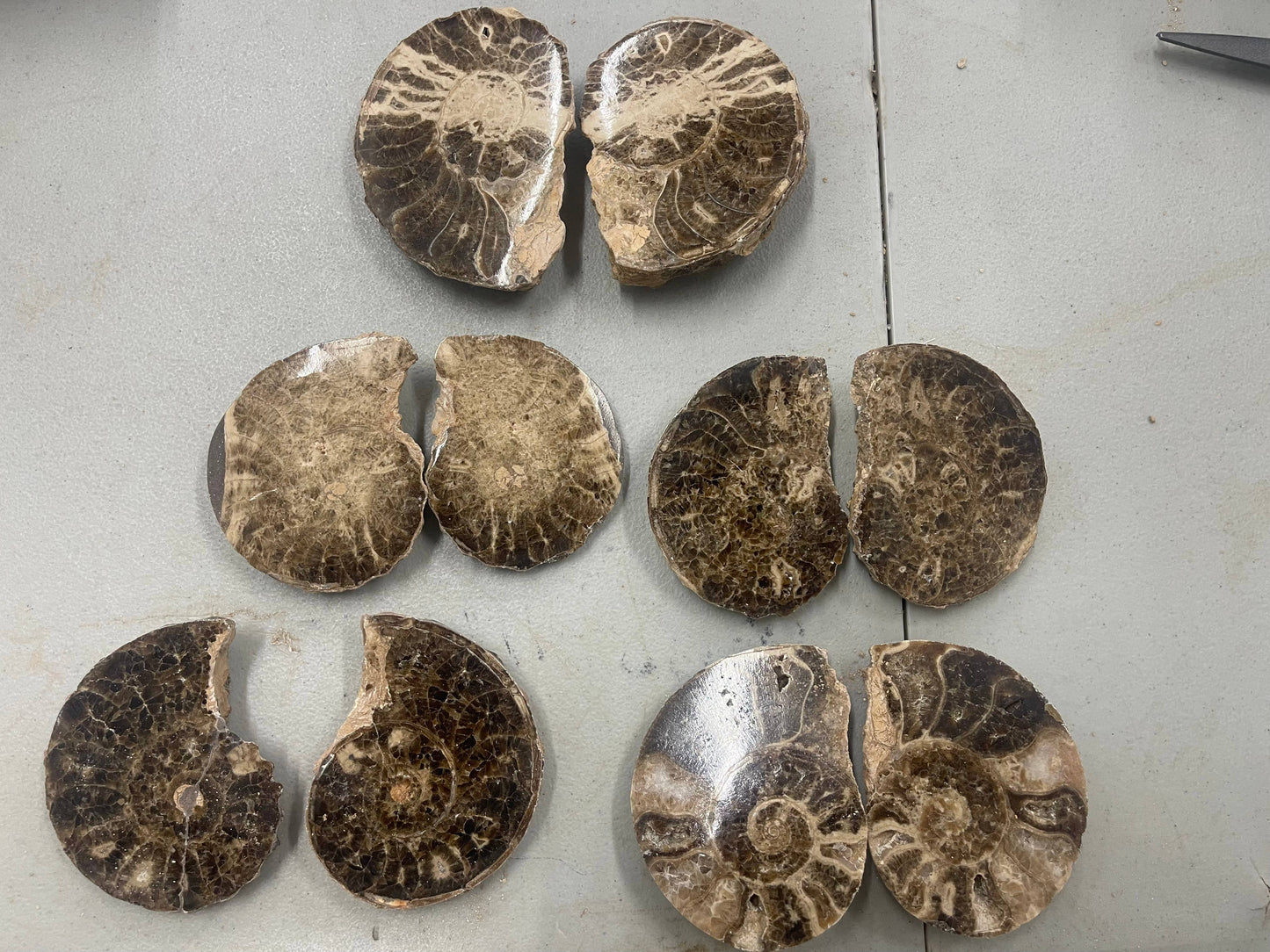 Ammonite Pair - Slices - Set 