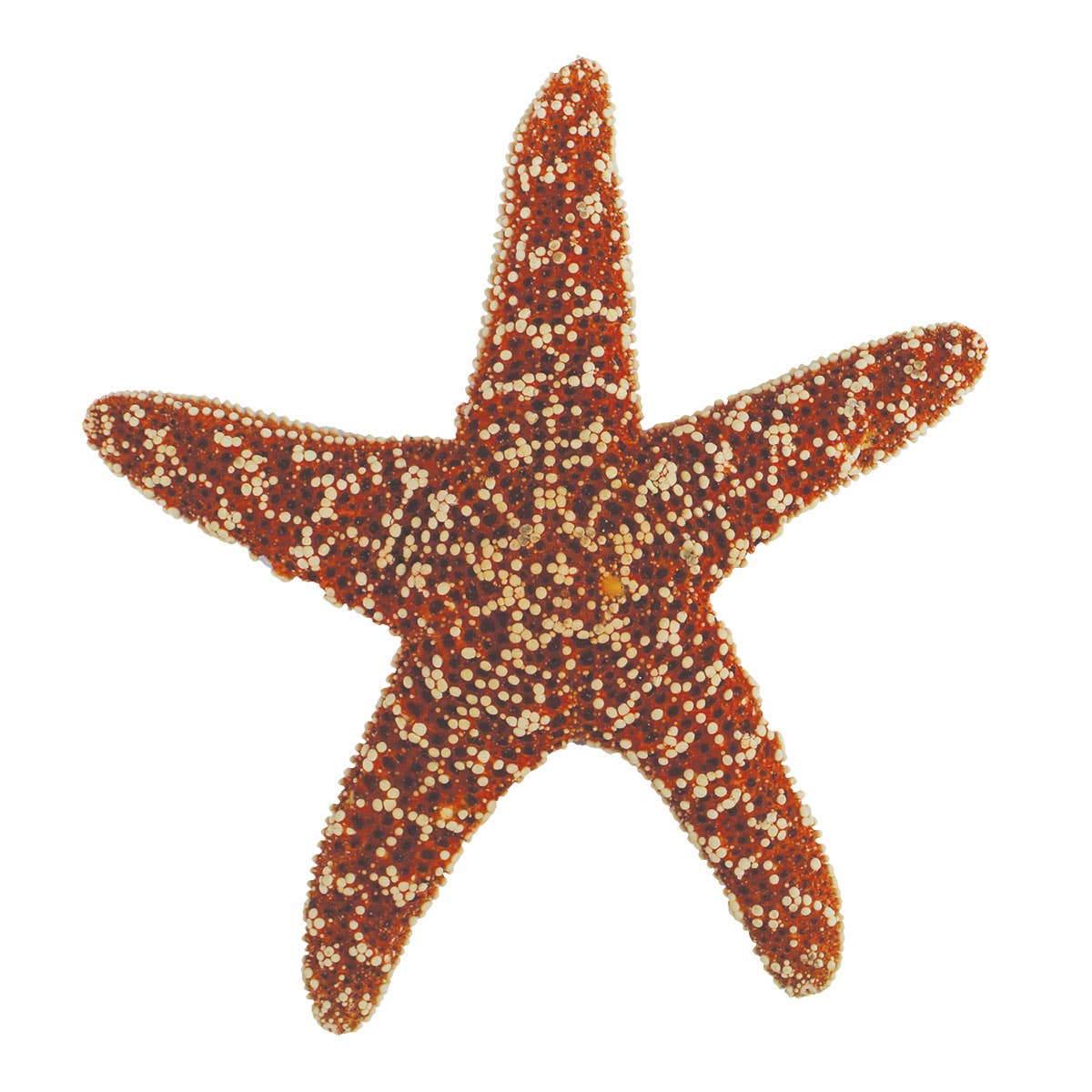 SALE 5-6" Sugar Starfish