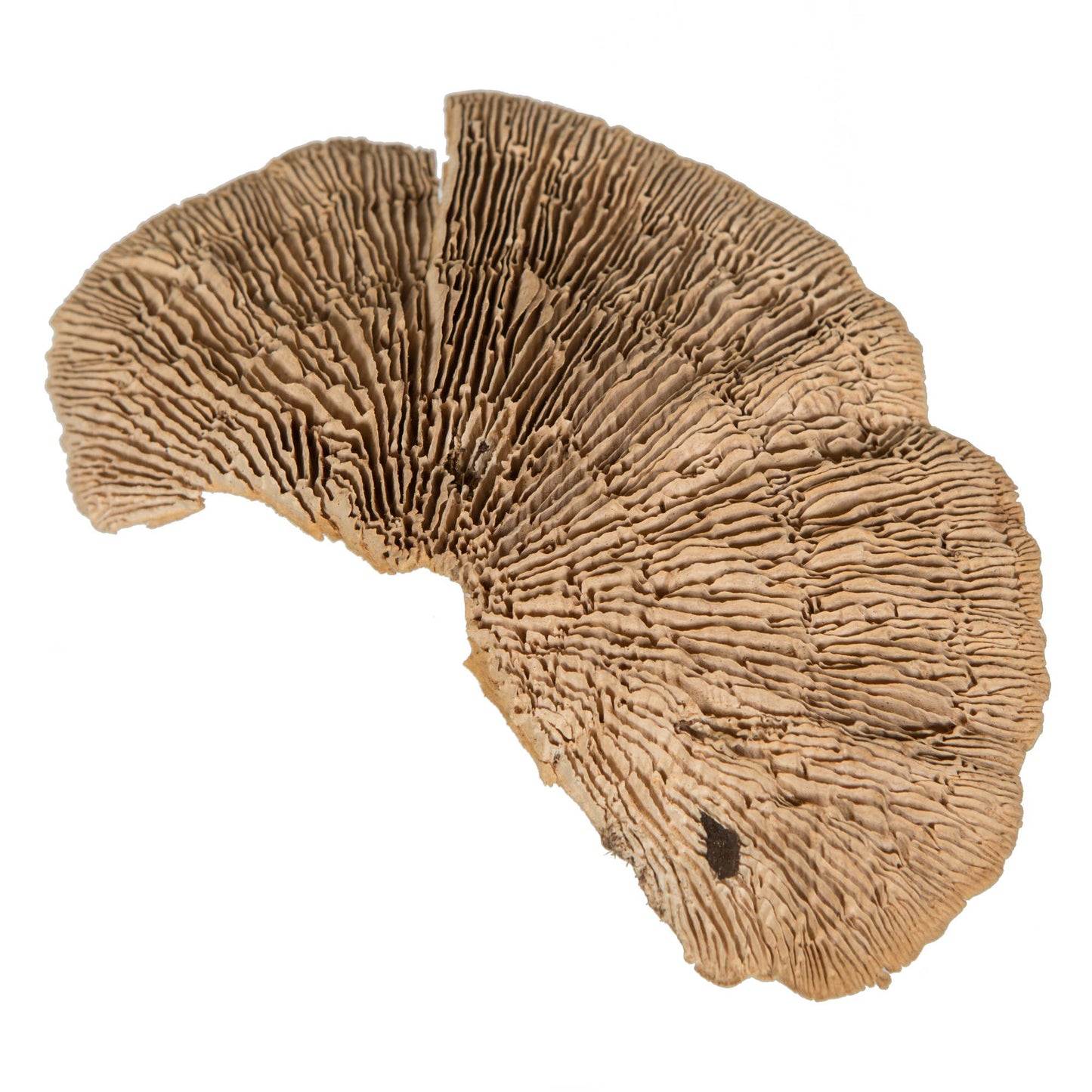 Sponge Mushroom Natural