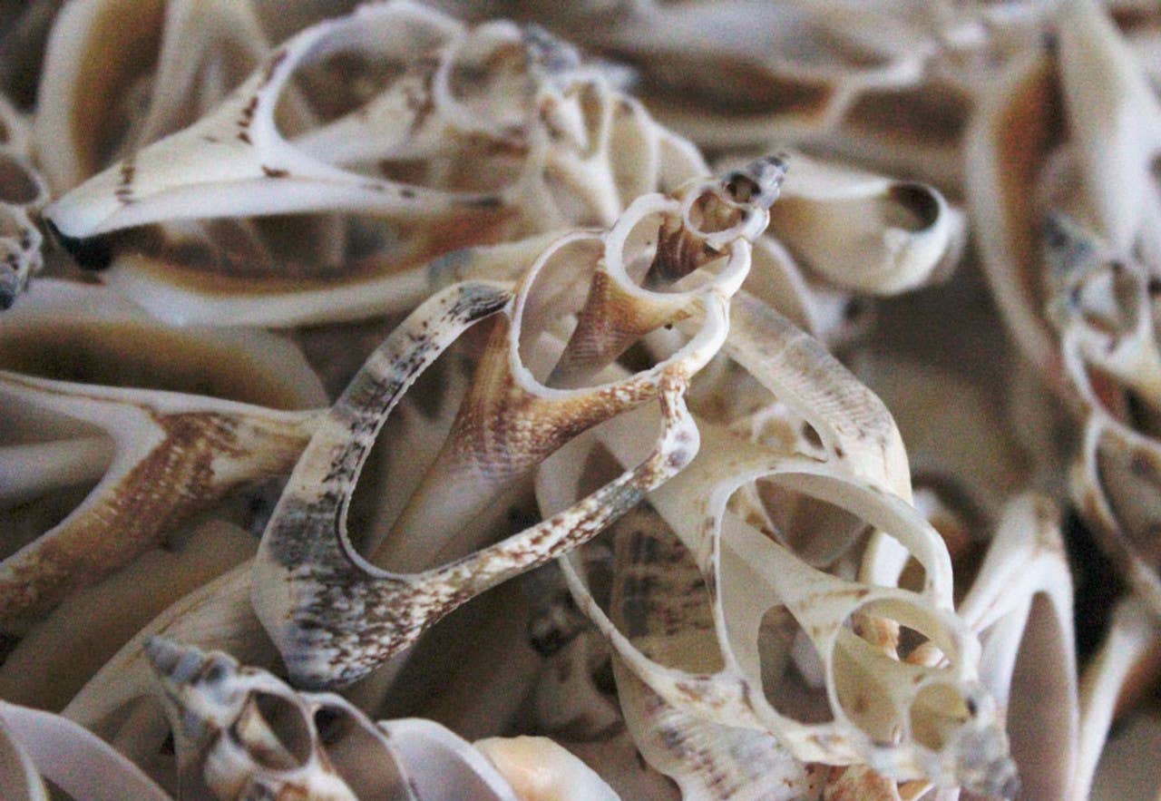 Center Cut Strombus Urceus Seashells