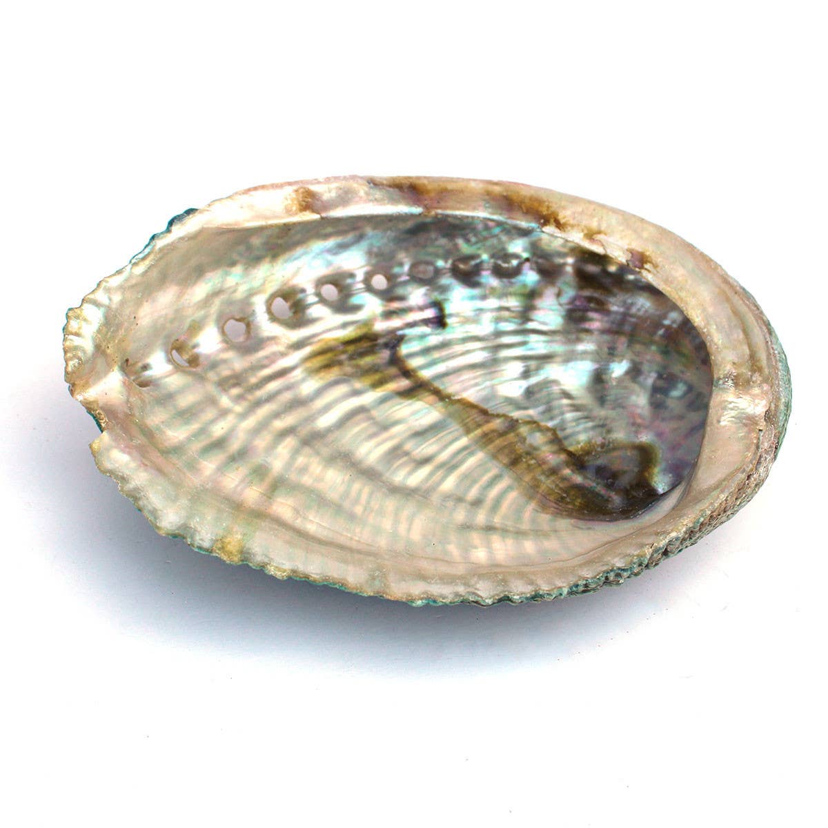 4-5" Blue/Green Abalone Shell - Rough Edges