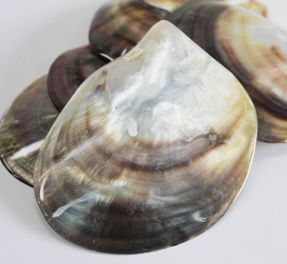 Black Lip Mother of Pearl Seashell
