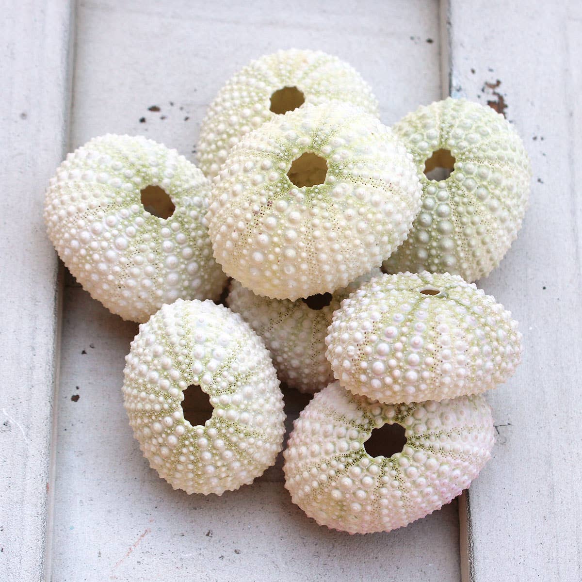Pink / White Sea Urchin