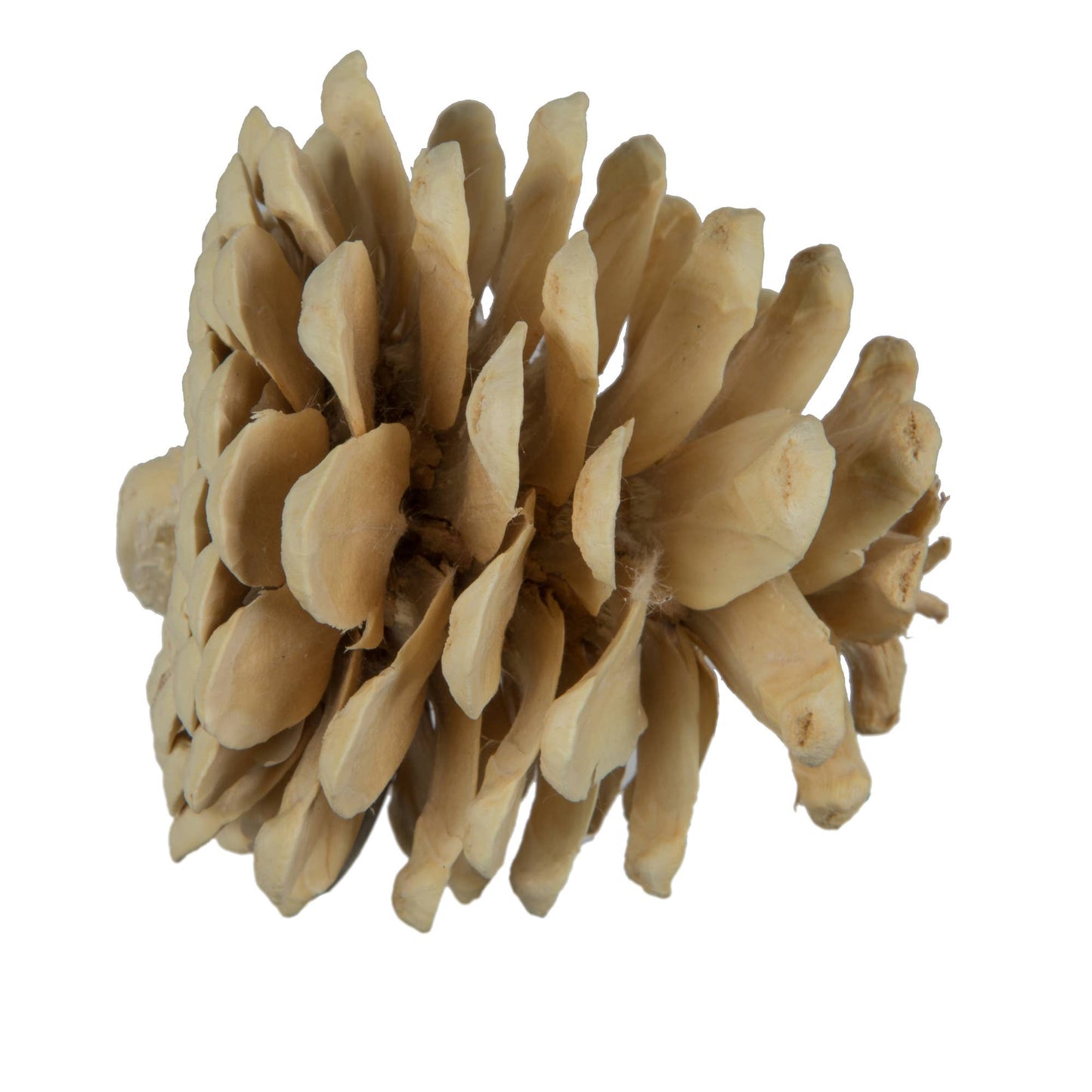 2" Blue Pine Bleached Bleached